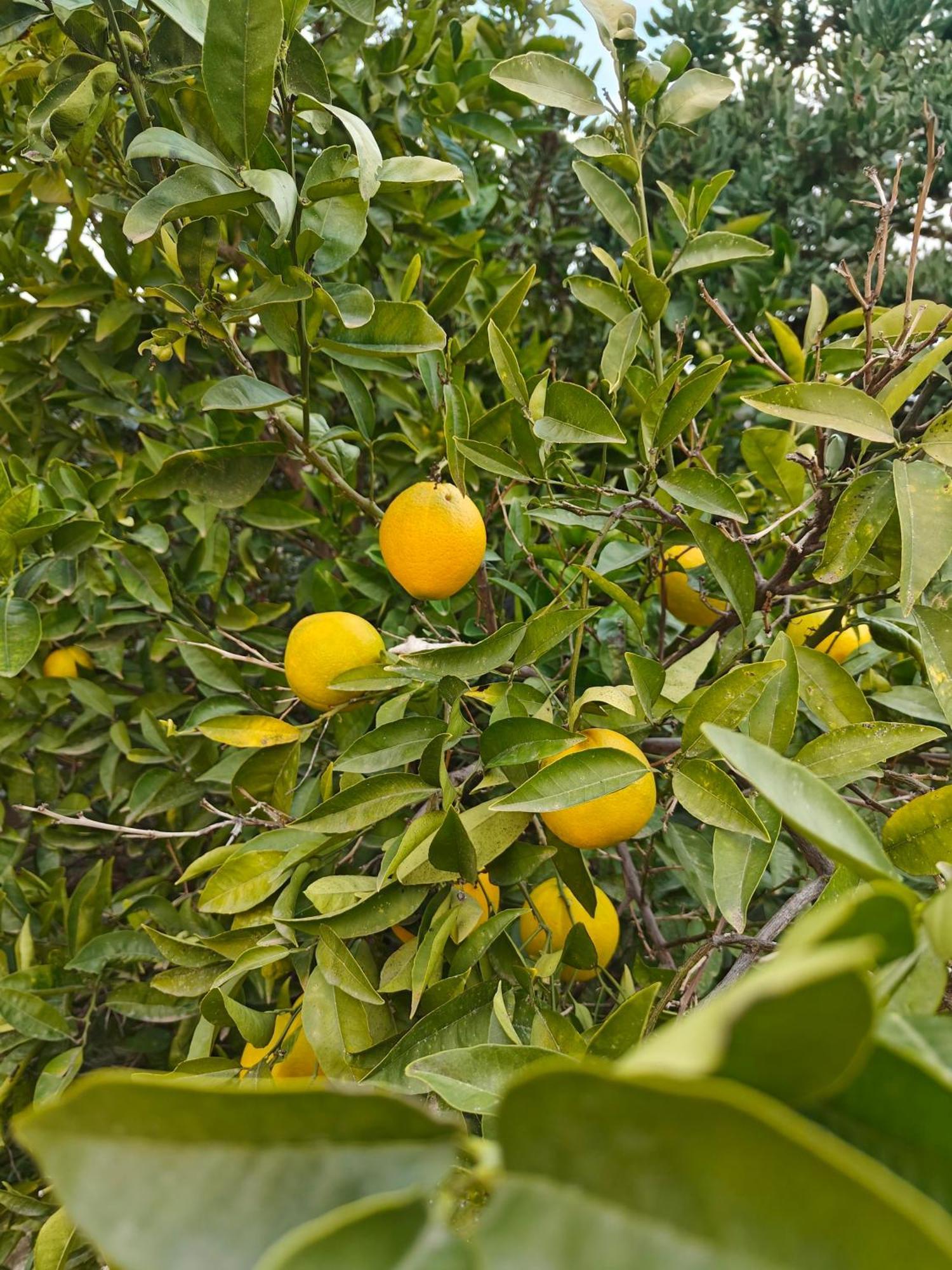 Finca Oliva Bolulla Eksteriør bilde