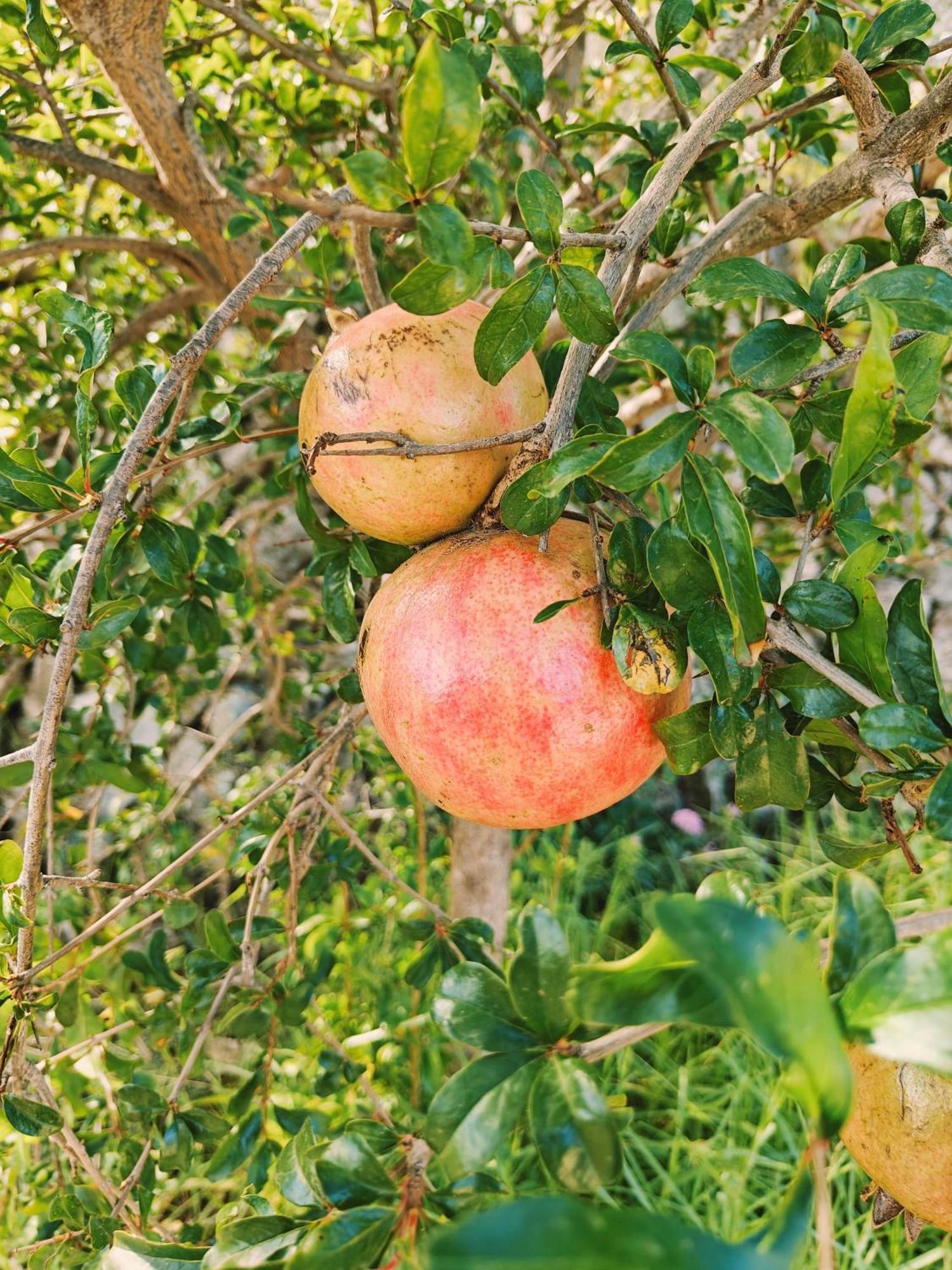 Finca Oliva Bolulla Eksteriør bilde